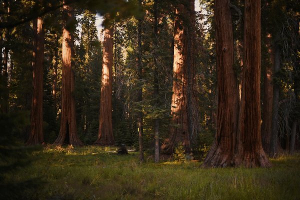 La place de la nature dans une vie saine